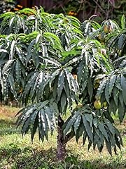 Bonanza patio peach for sale  Delivered anywhere in USA 