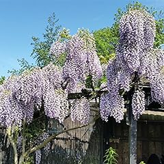 Hardy Climbing Wisteria Potted Plant for Outdoors and for sale  Delivered anywhere in UK