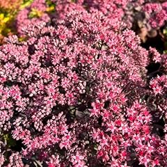 Sedum red canyon for sale  Delivered anywhere in UK