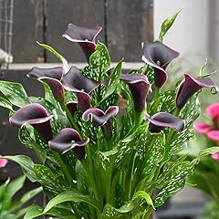 Dubai nights calla for sale  Delivered anywhere in USA 