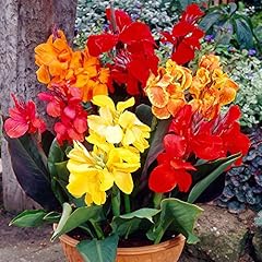 Canna lily mixed for sale  Delivered anywhere in UK