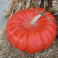 Eden brothers pumpkin for sale  Delivered anywhere in USA 