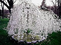 Weeping cherry tree for sale  Delivered anywhere in USA 