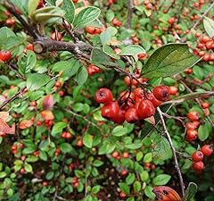 Cotoneaster franchetii tree for sale  Delivered anywhere in USA 