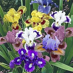 Iris misti bulbi usato  Spedito ovunque in Italia 