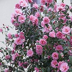 Camellia japonica pink for sale  Delivered anywhere in UK