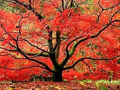 Red japanese maple for sale  Delivered anywhere in USA 