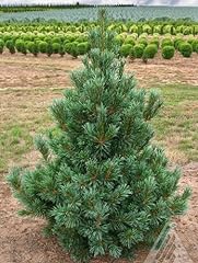 Vanderwolf pyramid pine for sale  Delivered anywhere in USA 