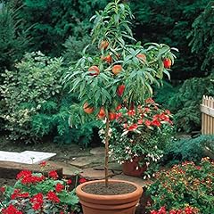 Rare dwarf peach for sale  Delivered anywhere in UK