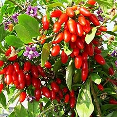 Pack red goji for sale  Delivered anywhere in USA 