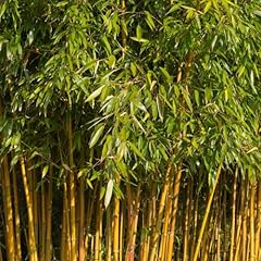 Phyllostachys aureosulcata orn for sale  Delivered anywhere in UK