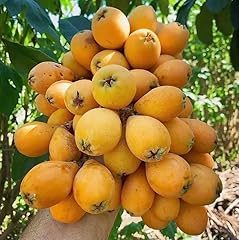 Yellow loquat tree for sale  Delivered anywhere in USA 