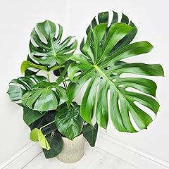 Monstera deliciosa plant for sale  Delivered anywhere in USA 