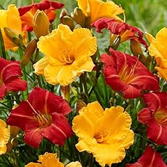 Daylily mix value for sale  Delivered anywhere in USA 