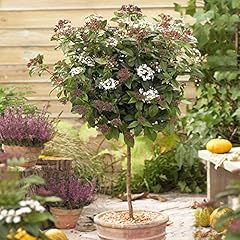 Yougarden viburnum eve for sale  Delivered anywhere in UK