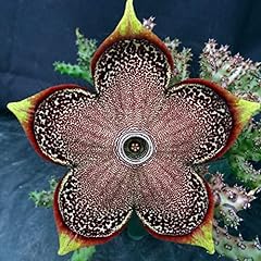 Edithcolea grandis exotic for sale  Delivered anywhere in USA 