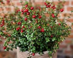 Chilean guava ugni for sale  Delivered anywhere in UK