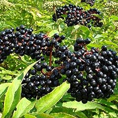 Elderberry plant 100 for sale  Delivered anywhere in USA 