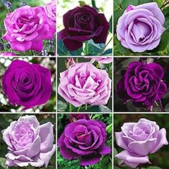 Magnifique rosier violet d'occasion  Livré partout en France