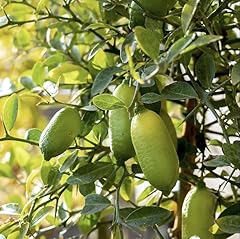 Green finger lime for sale  Delivered anywhere in USA 