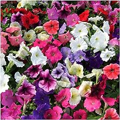 Petunia frenzy mixed for sale  Delivered anywhere in Ireland