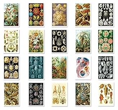 Natural curiosities ernst for sale  Delivered anywhere in USA 