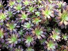 Aeonium tip top for sale  Delivered anywhere in Ireland