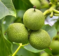 Black walnut tree for sale  Delivered anywhere in USA 