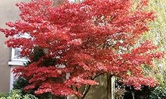 Bloodgood japanese maple for sale  Delivered anywhere in USA 