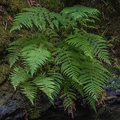 Pack fern bare for sale  Delivered anywhere in USA 