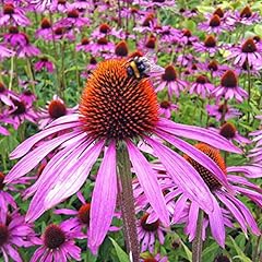 200 purple coneflower for sale  Delivered anywhere in Ireland