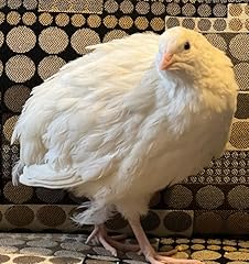Jumbo coturnix quail for sale  Delivered anywhere in USA 