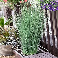 Juncus inflexus plant for sale  Delivered anywhere in UK
