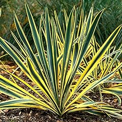 Yucca bright edge for sale  Delivered anywhere in UK