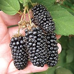 Potted blackberry fruit for sale  Delivered anywhere in UK