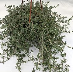 Pungilandia pianta drosanthemu usato  Spedito ovunque in Italia 