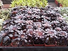 Black rose aeonium for sale  Delivered anywhere in USA 