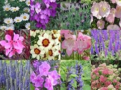 Herbaceous perennial mixed for sale  Delivered anywhere in Ireland