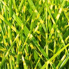 Garden miscanthus sinensis for sale  Delivered anywhere in UK