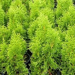 Thuja occidentalis smaragd usato  Spedito ovunque in Italia 