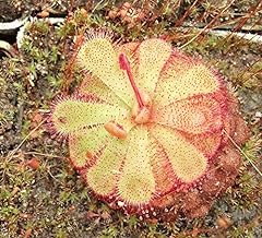Floating sundew plant for sale  Delivered anywhere in USA 