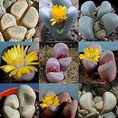 Stück tasche lithops gebraucht kaufen  Wird an jeden Ort in Deutschland