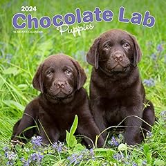 Chocolate labrador retriever for sale  Delivered anywhere in UK