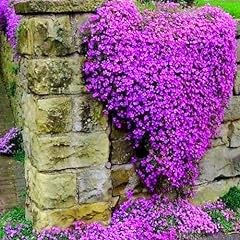 Creeping thyme ground for sale  Delivered anywhere in USA 