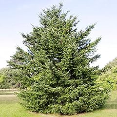 Douglas fir seeds for sale  Delivered anywhere in USA 