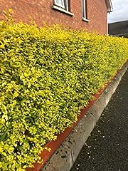 Golden privet evergreen for sale  Delivered anywhere in UK