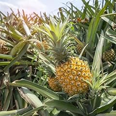 Elite gold pineapple for sale  Delivered anywhere in USA 