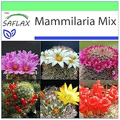 Saflax mammillaria semi usato  Spedito ovunque in Italia 