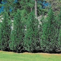 Leyland cypress tree for sale  Delivered anywhere in USA 