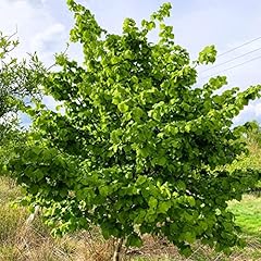 Hazel tree 2ltr for sale  Delivered anywhere in UK